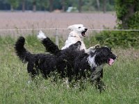 Puppys van Bliss040622-0085